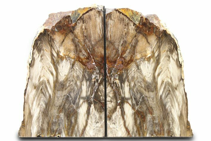 Tall, Colorful Petrified Wood Bookends - Washington #321922